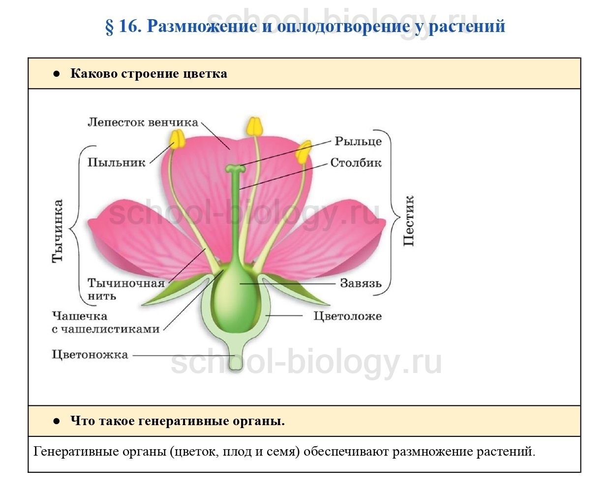 Определение понятию цветок. Строение цветка. Генеративные органы в цветке структуры. Строение цветка орхидеи. Каково строение цветка растения.
